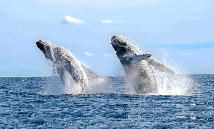 2-Whales-Larry-Bennett