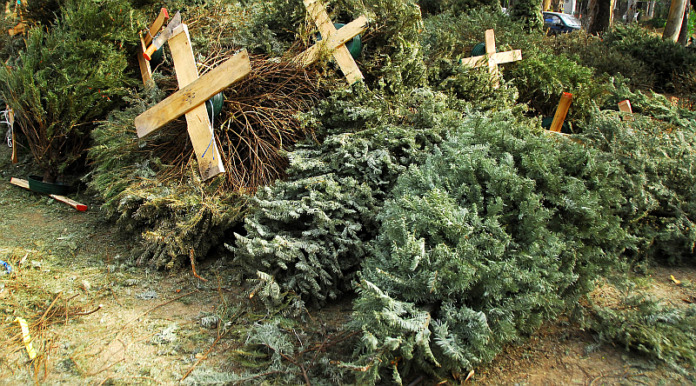 ChristmasTrees