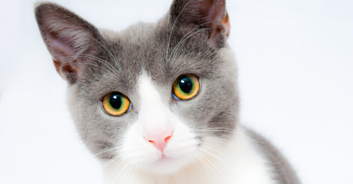 Puerto-Vallarta-on-High-Alert-Following-Tragic-Mass-Animal-Poisoning-Incident