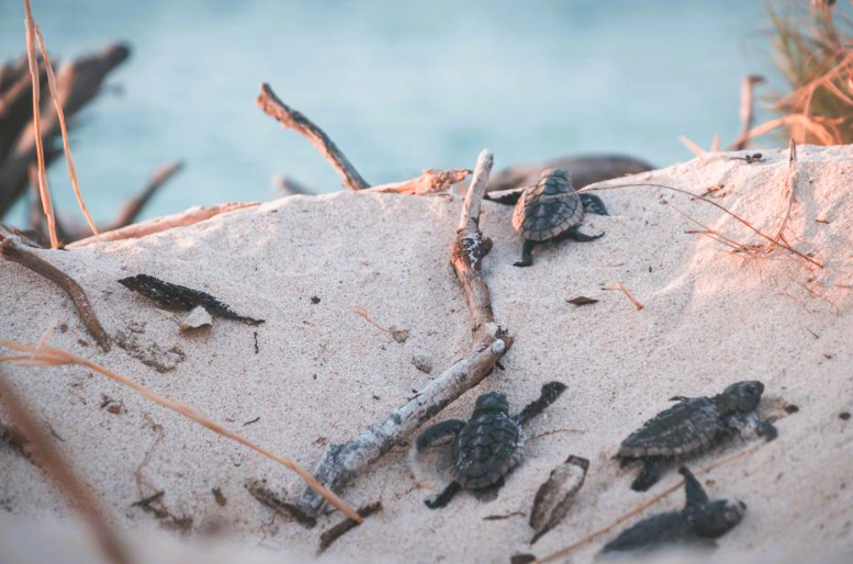 Sea Turtle Release Season Begins in Puerto Vallarta Puerto Vallarta