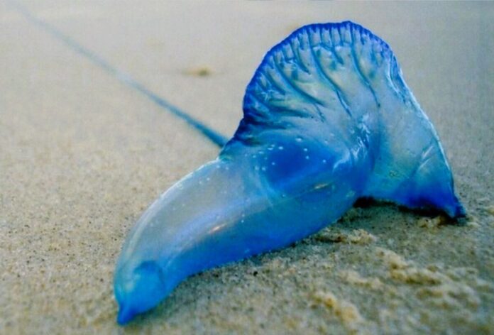Medusa-azul-en-playa-1024x694