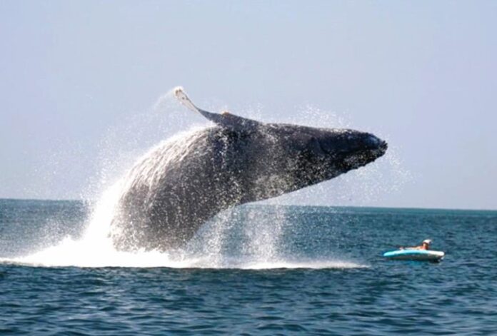 ballena-por-poco-mata-persona-768x520