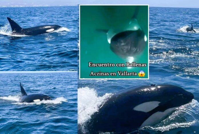 DXZaV8uv-Orcas-sorprenden-en-Bucerias-y-Puerto-Vallarta-VIDEO-768x520