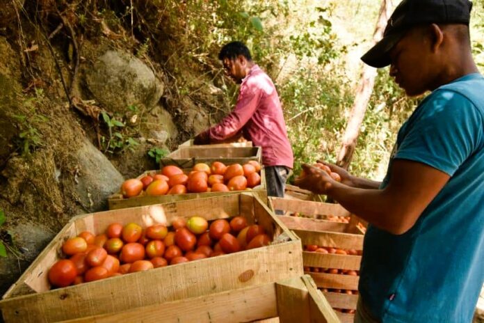 793651_Ocotito-Productores-Jitomate_impreso