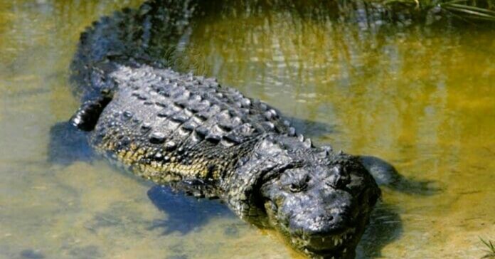 crocodile-in-Puerto-Vallarta