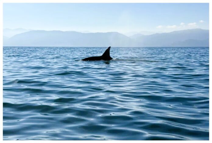 orcas-905x613