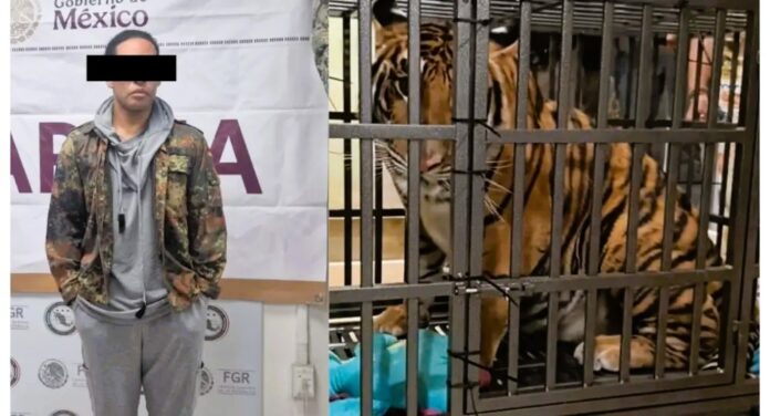 tigre-1000x540