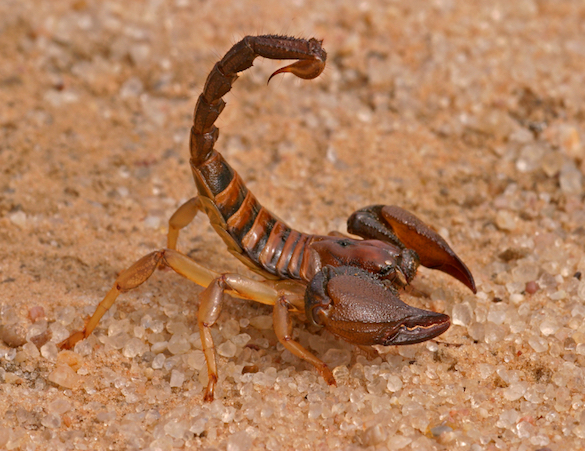 scorpion-homepage-callout