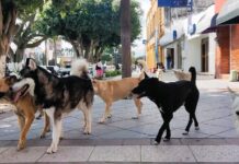 Dogs Are Second Most Affected in Jalisco Screwworm Outbreak