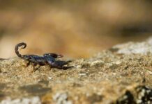 Scorpion Stings Surge Across Puerto Vallarta