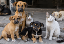 Free Pet Sterilizations Offered Across Puerto Vallarta in June