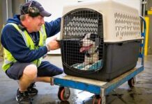 Pet Dog Travel to Mexico Cleared After Brief USDA Suspension