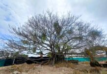 Permit to Fell 80-Year-Old Ficus in Fluvial Vallarta Draws Public Outrage