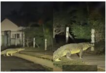VIDEO: Large Crocodile Strolls Through Marina Vallarta Street and onto Golf Course