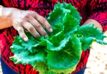 Mexican Iceberg Lettuce Cleared After False Positive in Cyclospora Outbreak Investigation