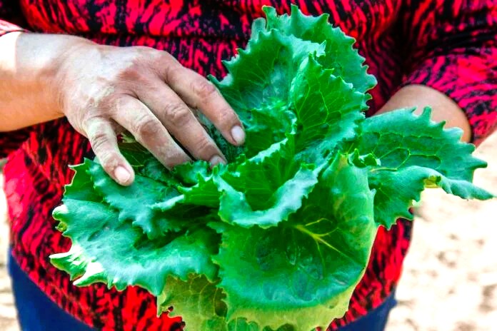 813782_Produccion-de-lechuga_impreso-696x464-1