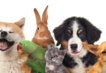 Puerto Vallarta Issues 17 Animal Welfare Fines in 2026, Including 80,000-Peso Penalty