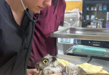 Jalisco Wildlife Agency Rescues 236 Animals in Second Quarter