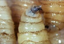 First Human Screwworm Case Confirmed in Puerto Vallarta