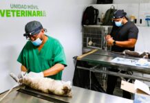 Free Pet Sterilizations and Care Offered Across Puerto Vallarta in July