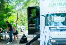 Puerto Vallarta’s Street Dog Population Estimated at Over 10,000