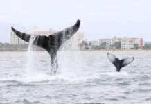 Three Whales Hit by Boats Each Year in Banderas Bay