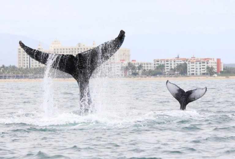 Tres-ballenas-por-ano-atropelladas-en-Bahia-768x520
