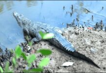 Puerto Vallarta’s First Crocodile Festival Set for August 22 at El Salado Estuary