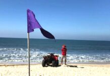 Puerto Vallarta Raises Marine Life Alert at Five Beaches
