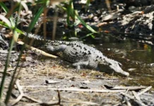 Crocodile Encounters Rising in Puerto Vallarta as 11 Reptiles Killed in Recent Weeks