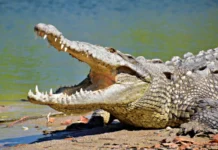 Puerto Vallarta Weighs Crocodile Relocation as Urban Sprawl Drives More Encounters