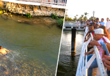 VIDEO: Man Harasses Crocodile in Cuale River as Tourists Watch From Bridge